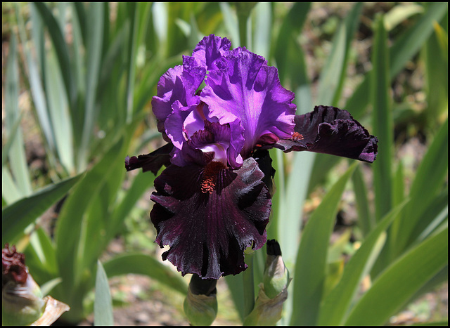 Iris Romantic Evening