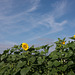 Sunflowers against blue sky