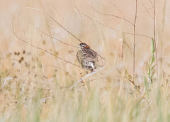 Chestnut-Collared Longspur