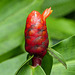 Costus woodsonii, on way to Brasso Seco, Trinidad