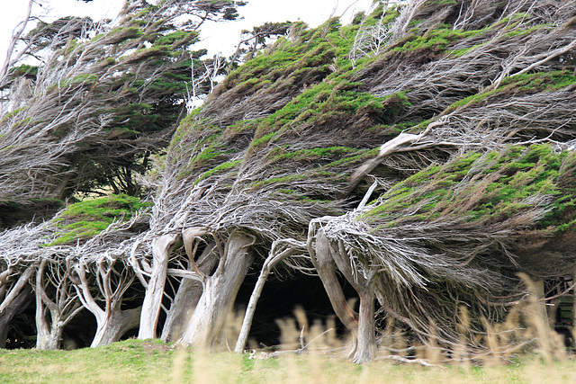 New Zealand New Zealand