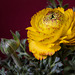 Signs of spring - Ranunculus