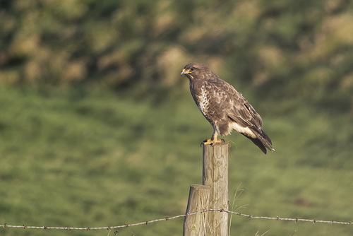 Buzzard on a post