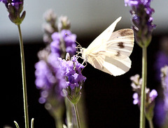 Weißling an Lavendel