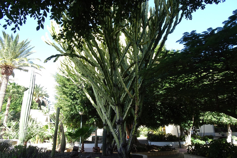 Town Hall Gardens