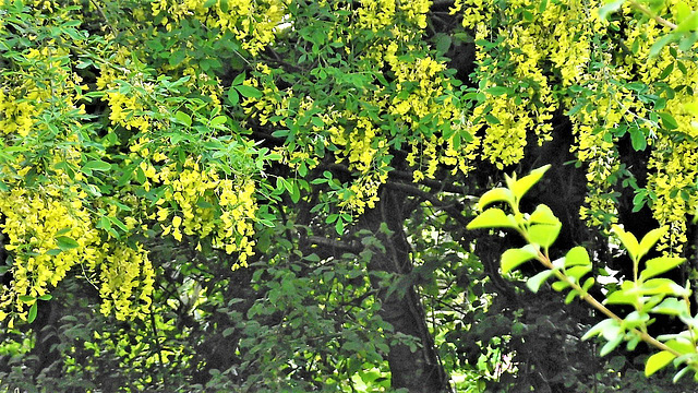 The laburnum fills the end of the garden