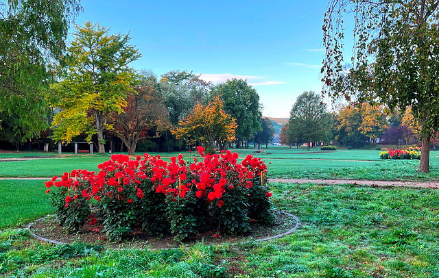 Dahliengarten im Herbst