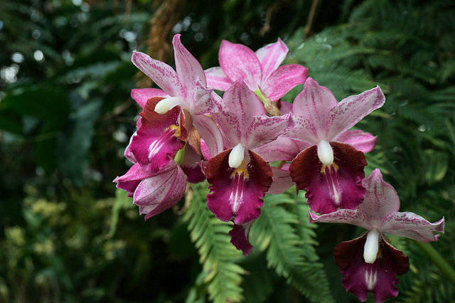 Cattleya-Hybride Orchidaceae