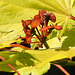 20230526 0240CPw [D~LIP] Gold-Ahorn (Acer shiras 'Aureum'), Bad Salzuflen