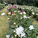 Peony Garden, Gilsland Farm