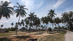 Ciel bleu, nuages immaculés et cocotiers / Cononut trees and blue sky with white clouds