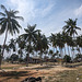 Ciel bleu, nuages immaculés et cocotiers / Cononut trees and blue sky with white clouds