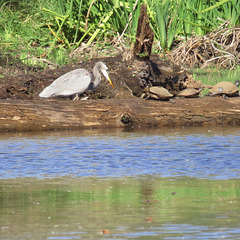 Great blue heron & turtles