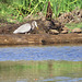 Great blue heron & turtles