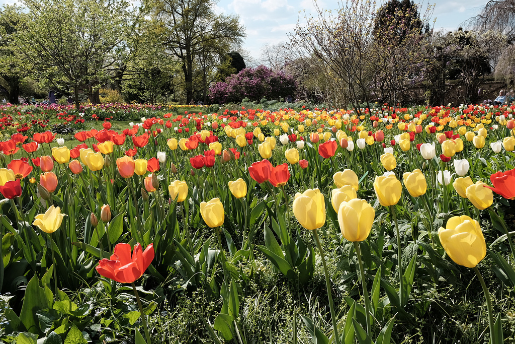Tulpenfeld