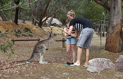 and more kangaroos