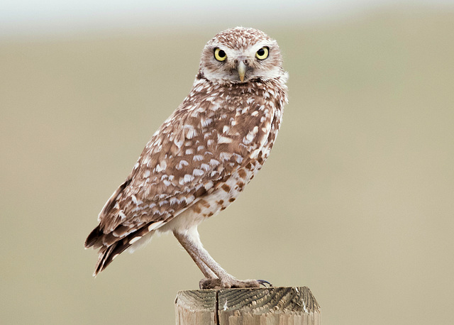 Burrowing Owl