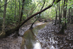 Mangrove Swamp