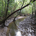 Mangrove Swamp