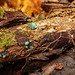 Turquoise fungi / Blue Stain / Chlorociboria aeruginascens