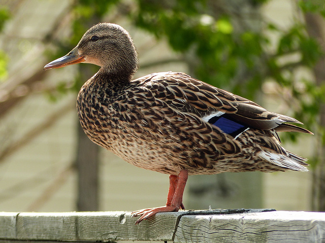 Mallard female standing on the fence