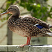 Mallard female standing on the fence