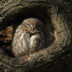 Little owl EF7A0380