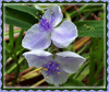 Belle soirée à vous !...............Tradescantia