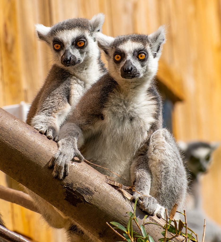 Ring tailed lemurs