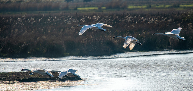 Incoming swans.1jpg