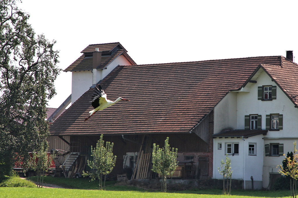 Storch im Steigflug