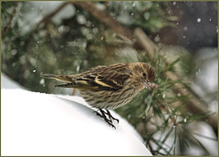 Pine siskin