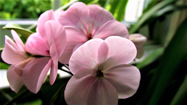 The pink geranium is everywhere