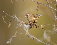 Redpoll