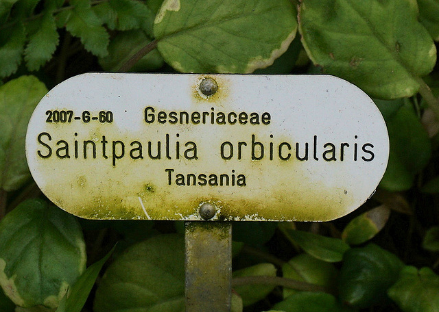 Saintpauli orbicularis, Gesneriaceae Tansania