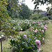 Peonies and Audubon Center