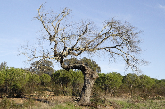 Azinheira morta, Quercus ilex
