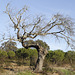 Azinheira morta, Quercus ilex