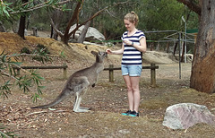 and more kangaroos