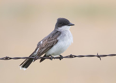 Eastern Kingbird