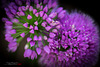 Allium IMGP9093