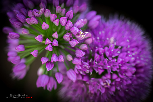 Allium IMGP9093