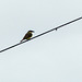 Boat-billed Flycatcher, on way to Brasso Seco