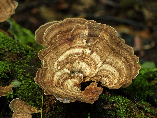 Fungi near Oilbirds' cave, Asa Wright Nature Centre