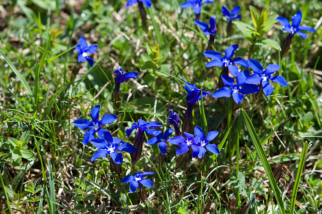 Gentiana Verda