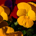 Signs of spring - Viola cornuta