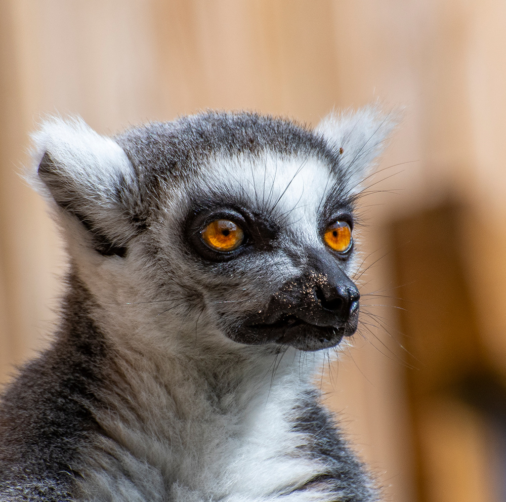 Ring tailed lemur