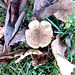 Fungi In Leaves