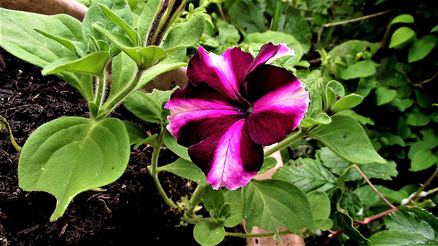 Bright colours of the petunias