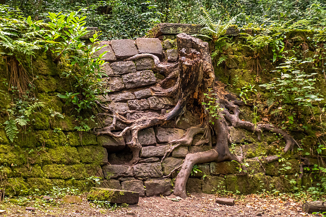 Eastham woods, tree roots growing in a wall